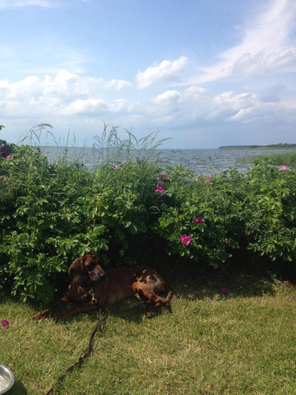 Urlaubsglueck Familien- & Hunde-Paradies Rankwitz Εξωτερικό φωτογραφία
